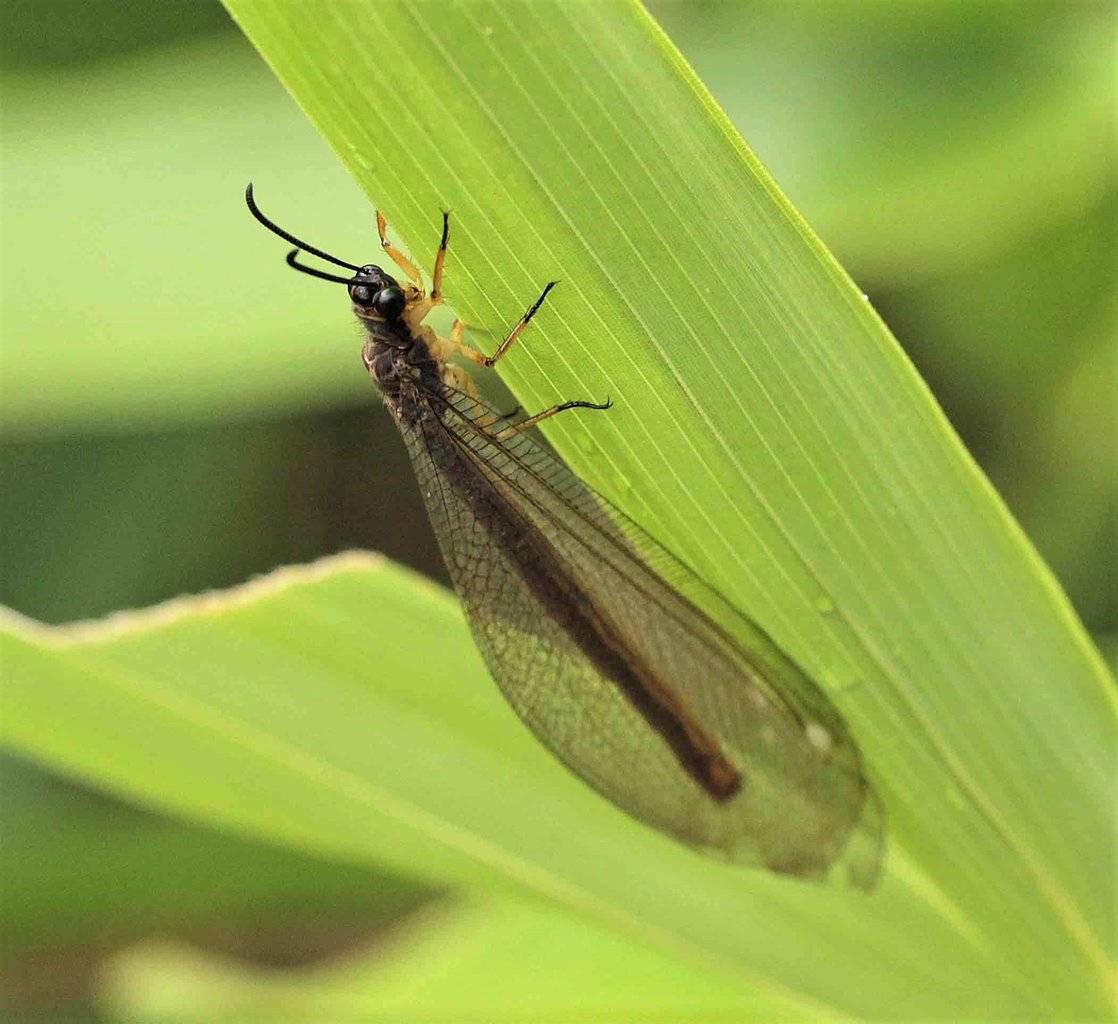 アミメカゲロウの仲間 クサカゲロウ幼虫 ウスバカゲロウ こん近のblog
