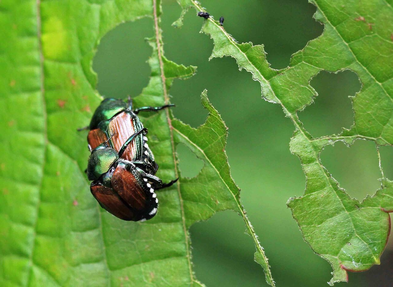 美しい キイオオトラフハナムグリ♂・マメコガネ : こん近のblog