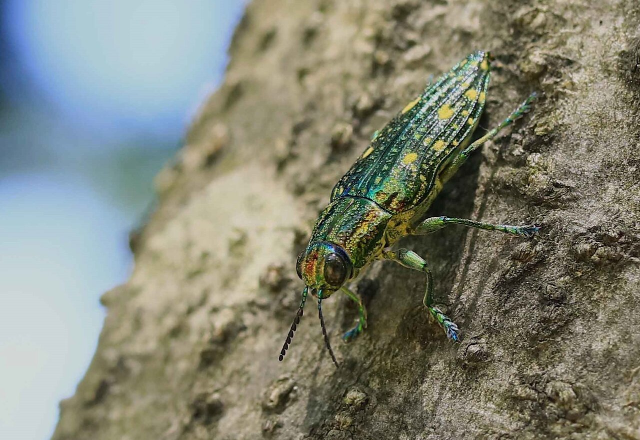 パプア産 キオピオウサマムカシタマムシ 40mm