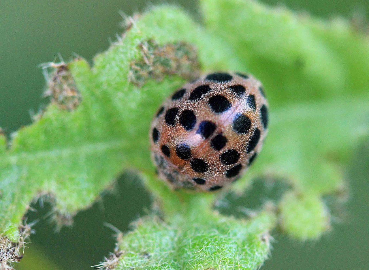 ヤマトアザミテントウ ニジュウヤホシテントウ ヒメカノコテントウ ヒメアカホシテントウほか こん近のblog