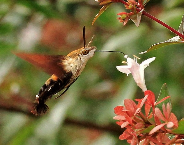 ホシホウジャク ヒメアトスカシバ ムナブトヒメスカシバ こん近のblog