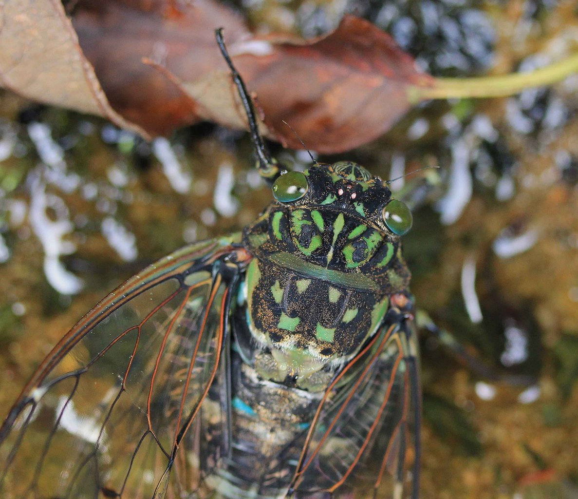 シロオビアワフキ ツクツクボウシ ミンミンゼミ アブラゼミ こん近のblog