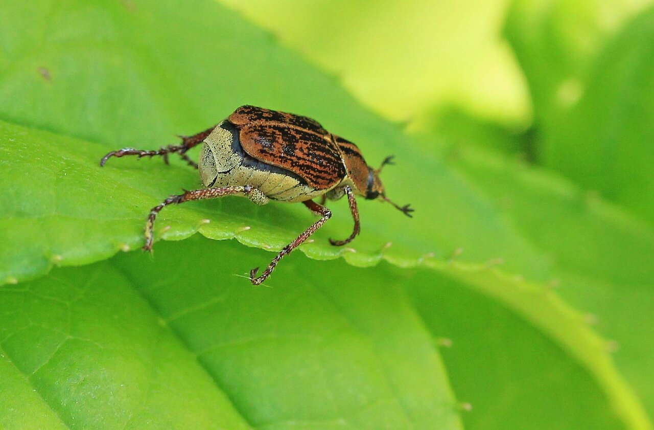 フランス産　アシナガコガネセット1 フランス産アシナガコガネ フランス産 アシナガコガネセット2 Zoff
