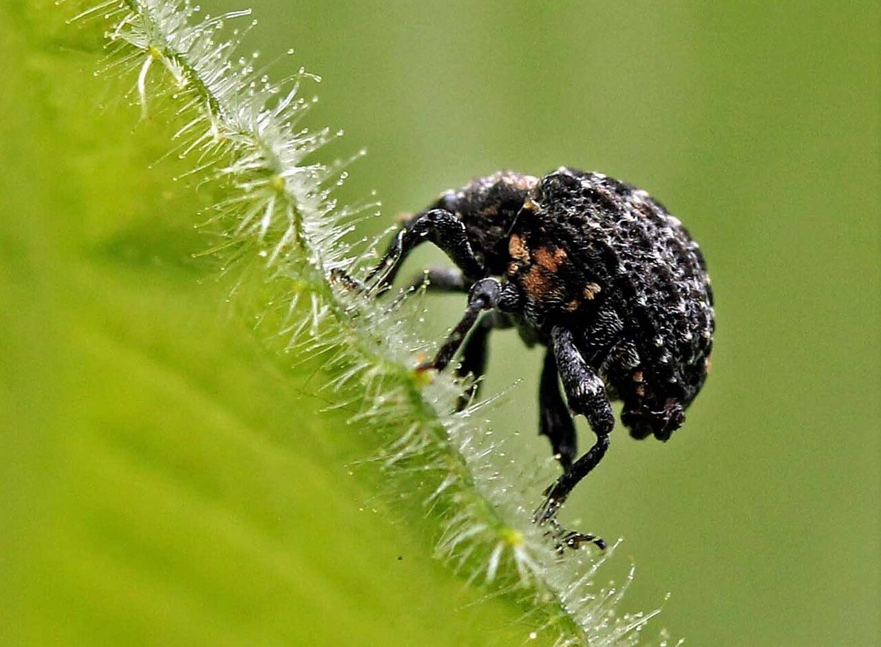 クロタマゾウムシ カオジロヒゲナガゾウムシ オオゾウムシ こん近のblog