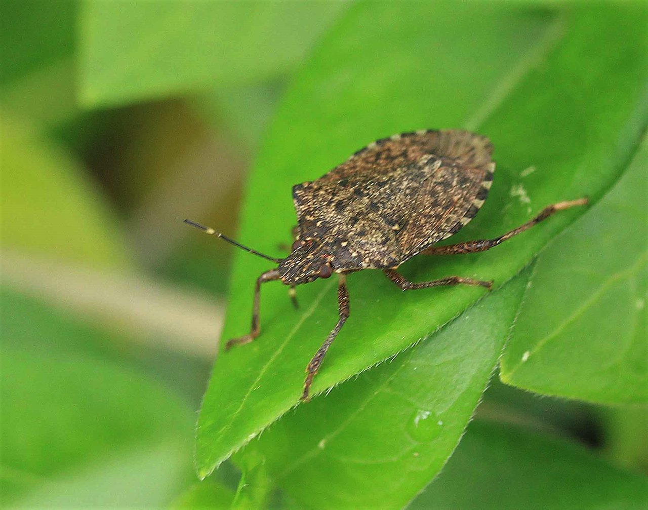 カメムシ こん近のblog カメムシ こん近のblog