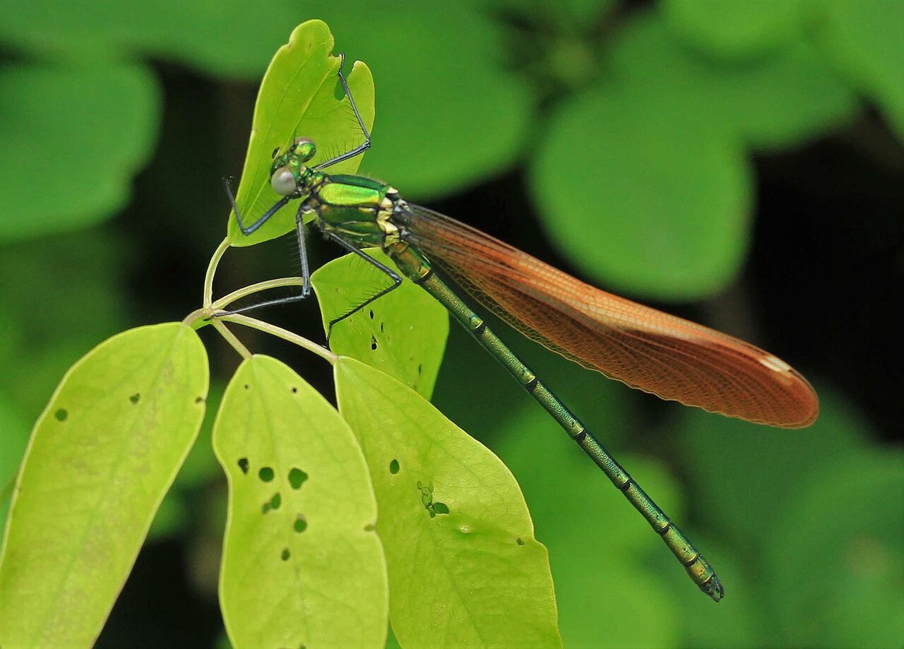 カワトンボ ニホンカワトンボ こん近のblog