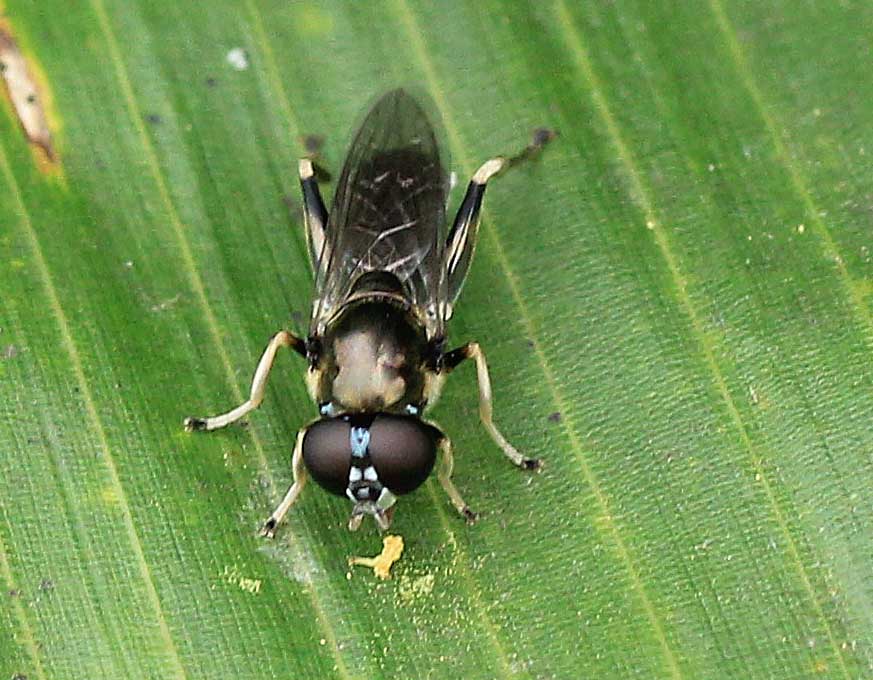 ルリミズアブ の仲間 アメリカミズアブ マドヒラタアブ ヨツボシヒラタアブ こん近のblog