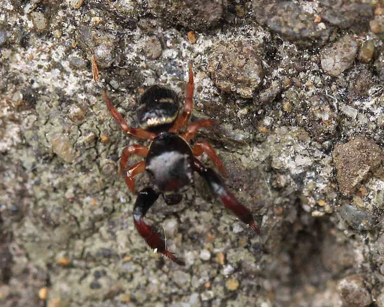 ウデブトハエトリ ヨダンハエトリ こん近のblog