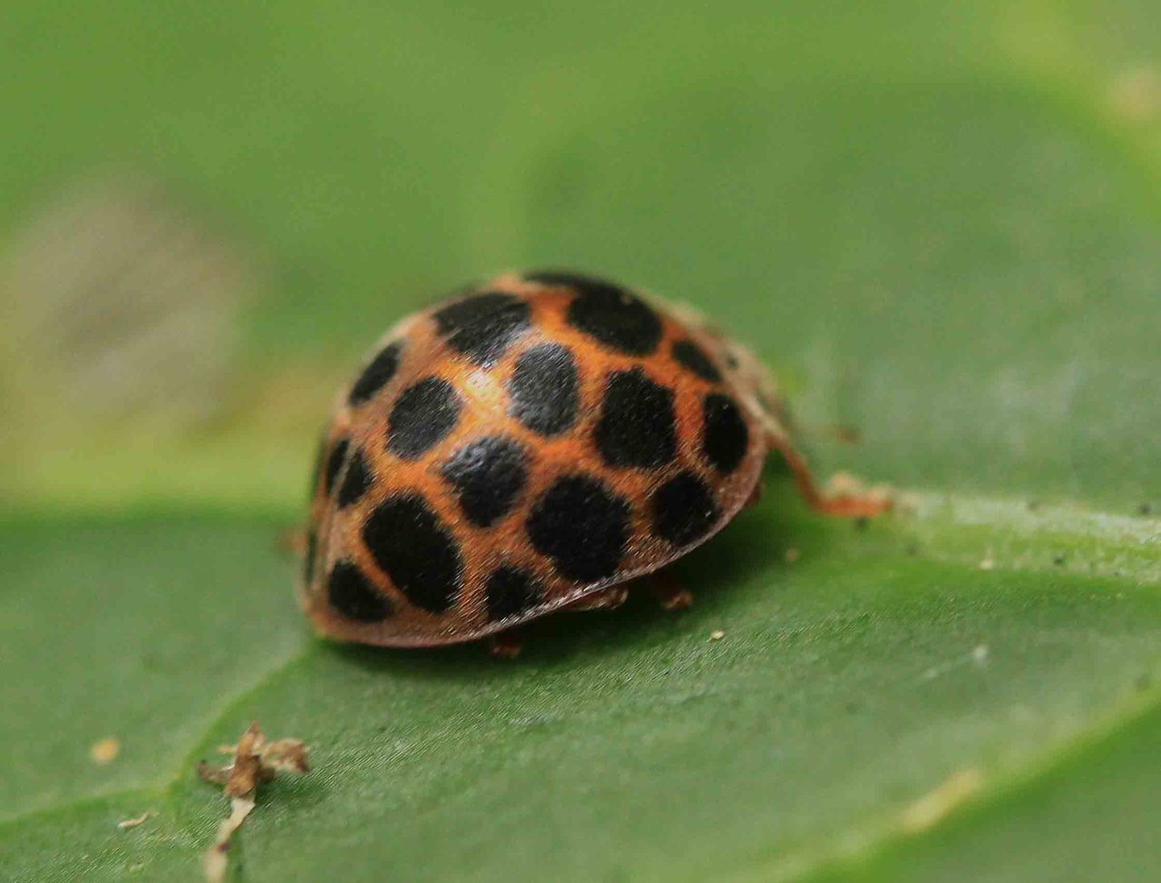 ヤマトアザミテントウ ニジュウヤホシテントウ ヒメカノコテントウ ヒメアカホシテントウほか こん近のblog