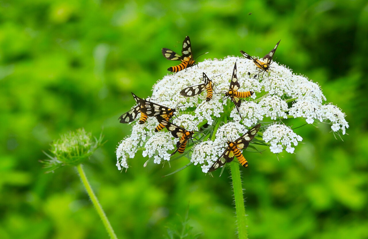 花に群がる キハダカノコ・カノコガ : こん近のblog
