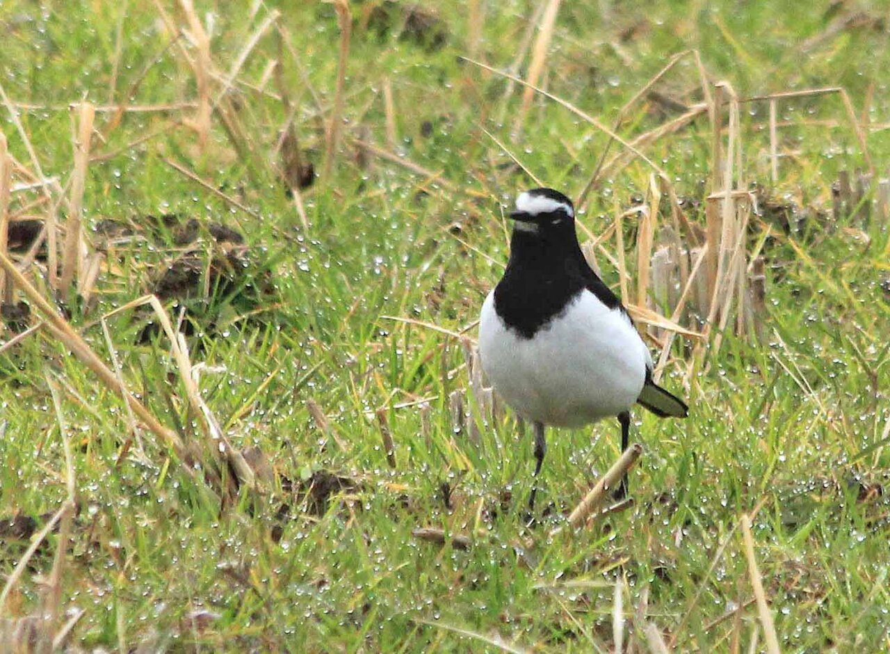 白と黒のコントラスト セグロセキレイ ハクセキレイ こん近のblog 白と黒のコントラスト セグロセキレイ ハクセキレイ こん近のblog