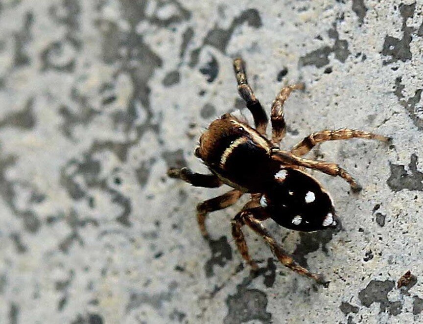 小さな益虫 メガネアサヒハエトリ シラホシコゲチャハエトリ こん近のblog