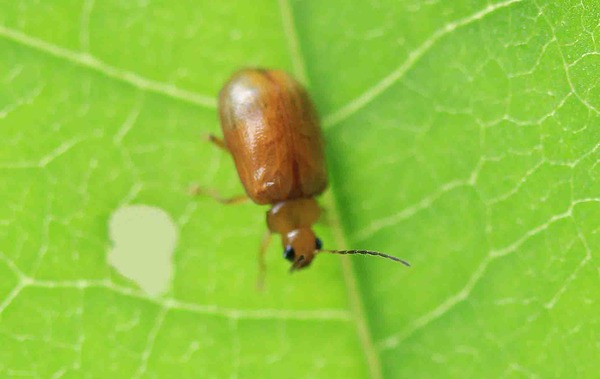 ハムシ科 ムナグロツヤハムシほか こん近のblog