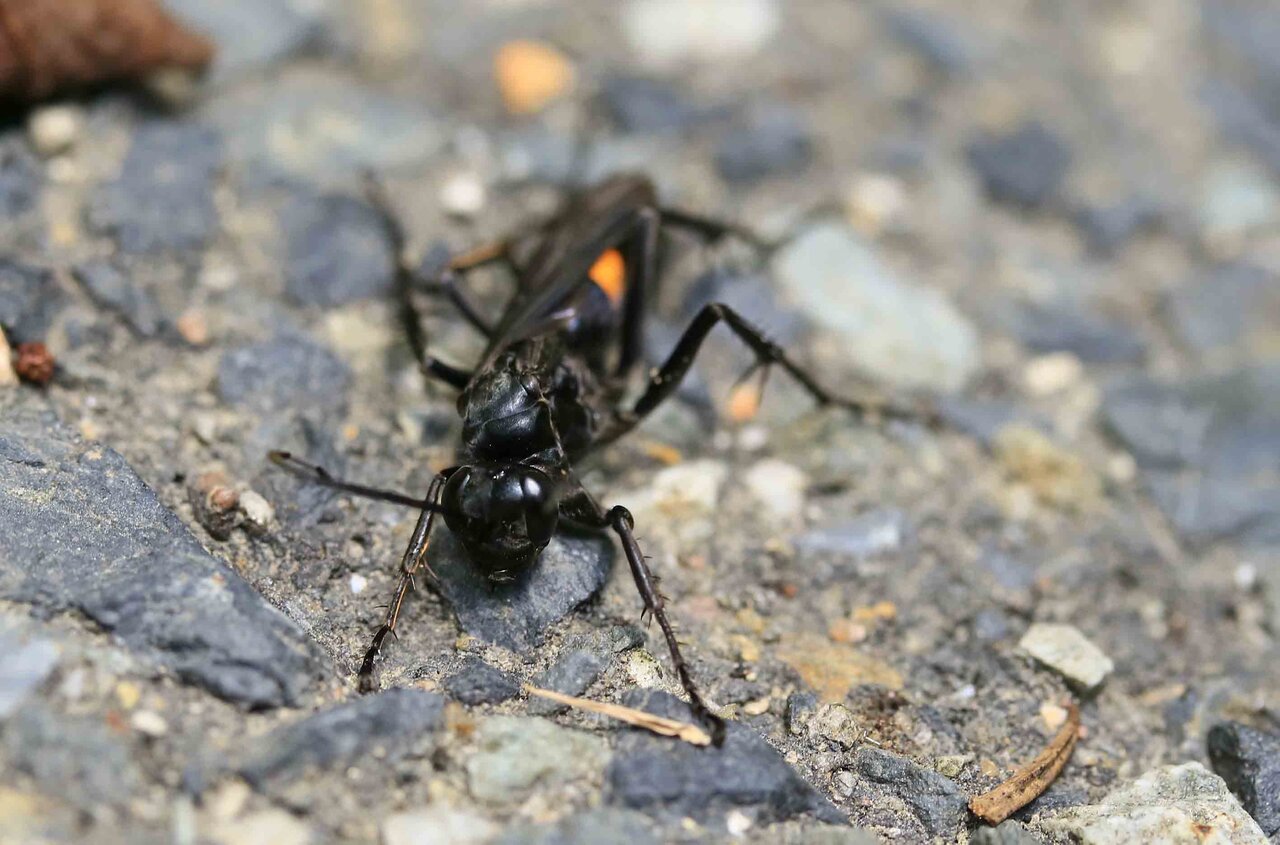 巨大ベッコウバチ 世界一大きいハチ – The Biggest Wasp in the World | aomi3 now