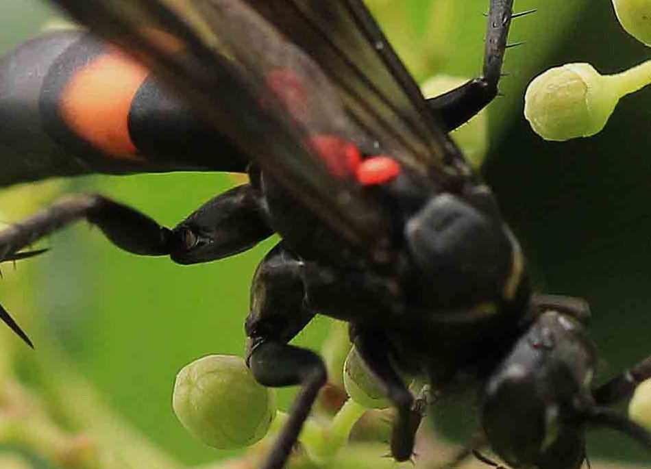 オオモンクロベッコウ ベッコウクモバチ こん近のblog