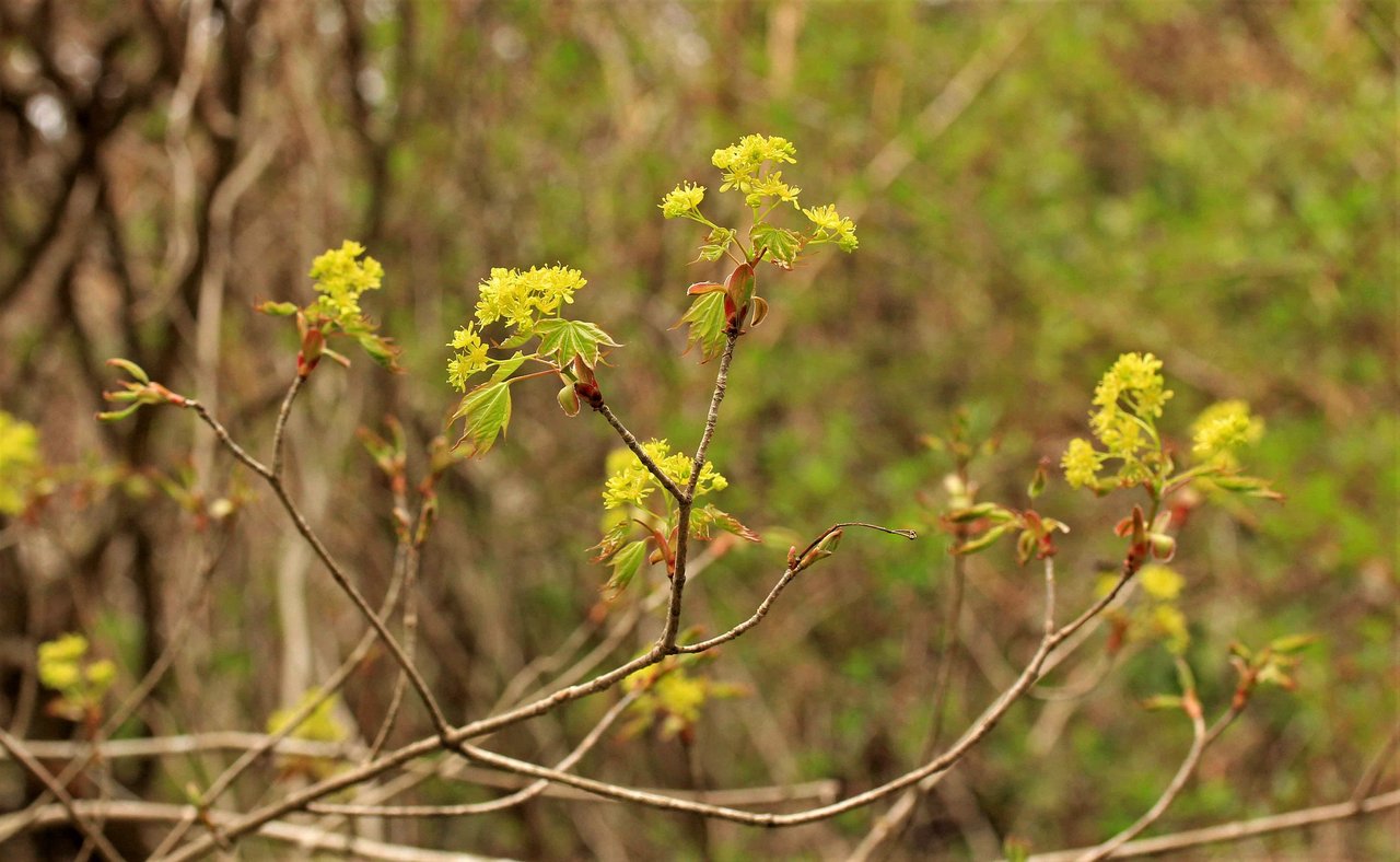 春の樹木 イタヤカエデ クロモジ フサザクラなど こん近のblog 春の樹木 イタヤカエデ クロモジ フサザクラなど こん近のblog