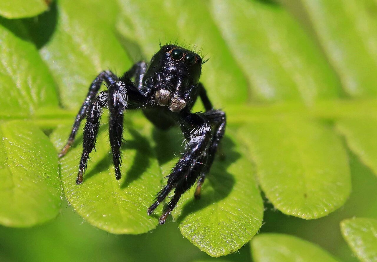 マミクロハエトリ♂・ウススジハエトリ♀・ヤハズハエトリ♀・マダラ