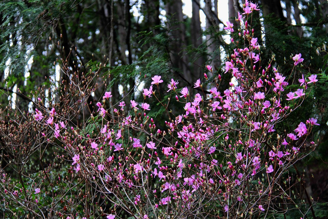 コバノミツバツツジ ダンコウバイ アブラチャン ニワトコ シキミ こん近のblog