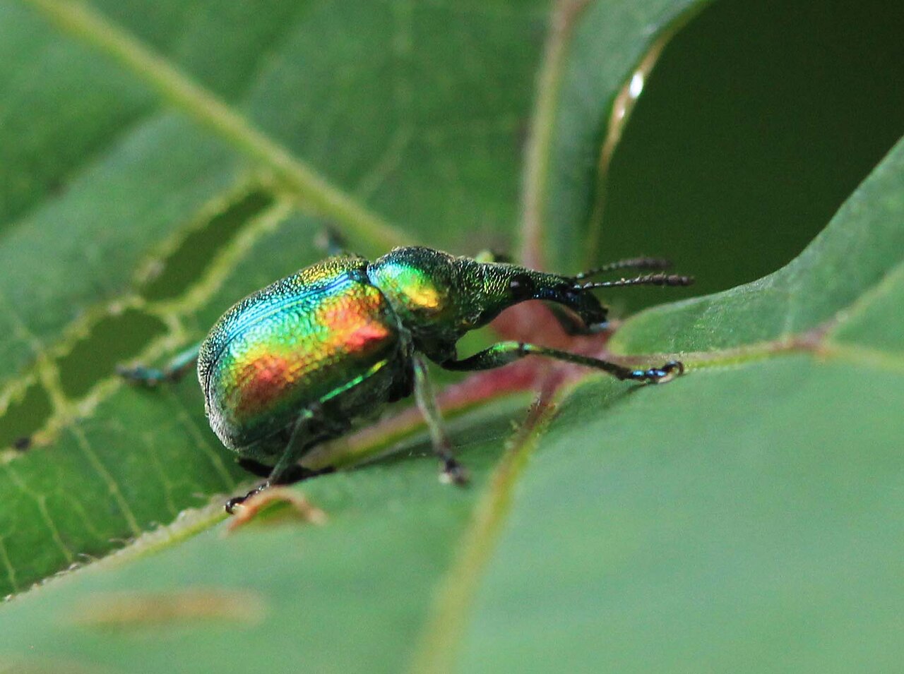チョッキリ、オトシブミ標本 モモチョッキリ｜INSECT.Minoh.City