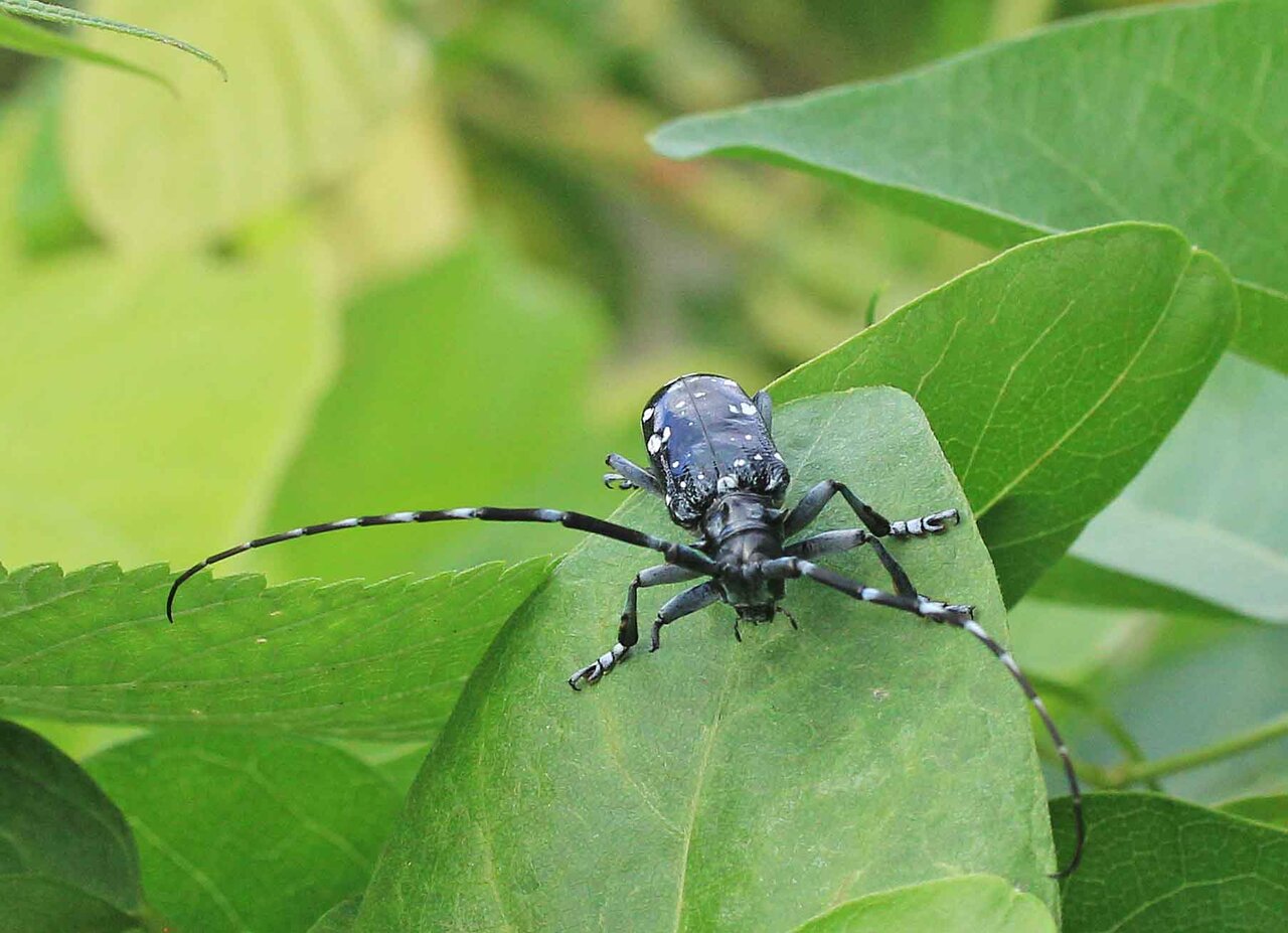 センノカミキリ トガリシロオビサビカミキリ ゴマダラカミキリ キクビカミキリモドキ こん近のblog