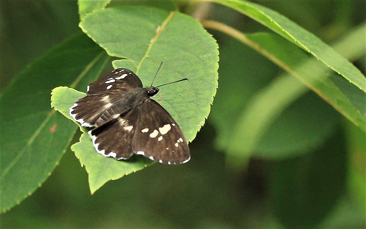 セセリチョウ「9種」 セセリチョウ「9種」