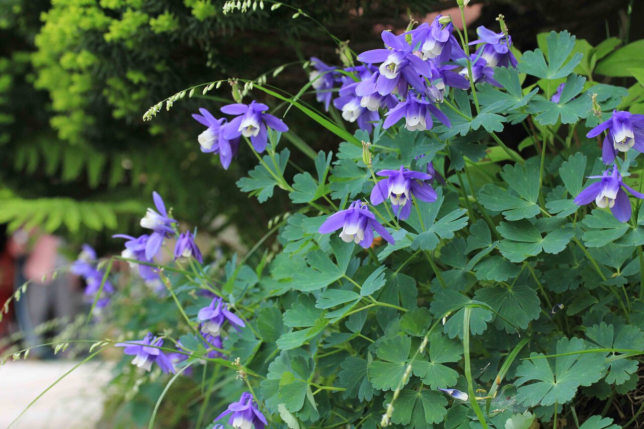 大山山麓に咲く ダイセンクワガタ ダイセンオダマキ ルイヨウショウマ ミヤコアオイ ダイセンキスミレ果実 こん近のblog