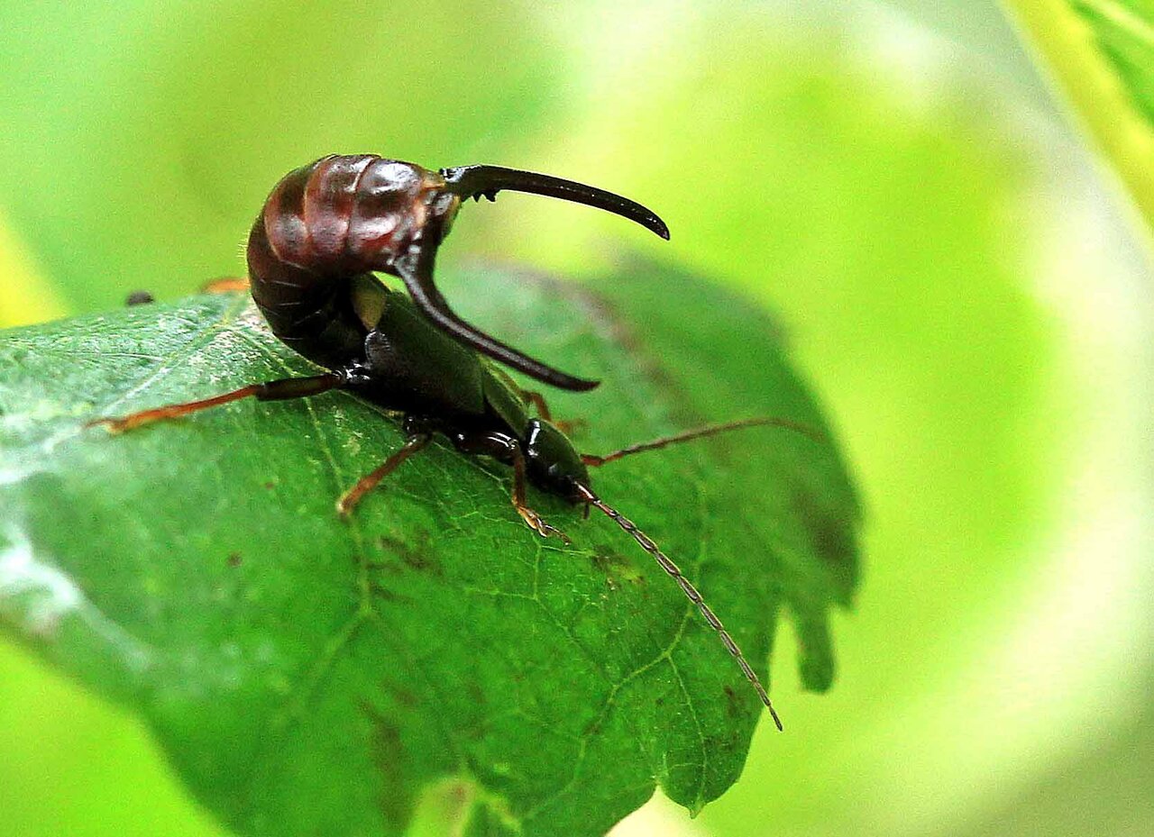 コブハサミムシの母性愛・クロツヤヒゲナガハナノミ♂・エダヒゲナガ