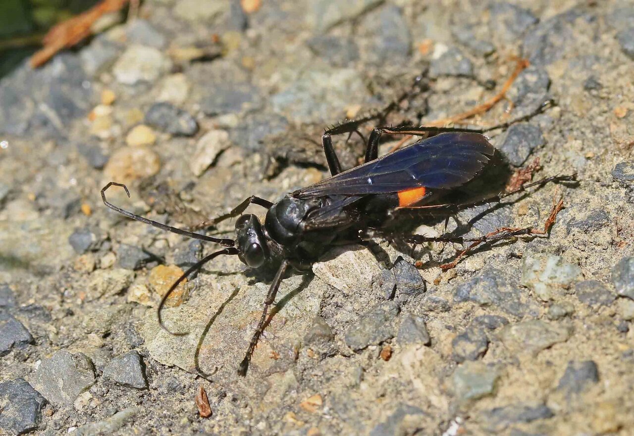 巨大ベッコウバチ 巨大ベッコウバチ GSmZu3NaQAAE6uo.jpg