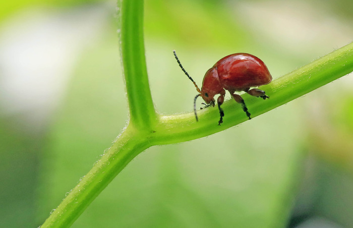 葉を食む オオアカマルノミハムシ・ホタルハムシ・キクビアオハムシ