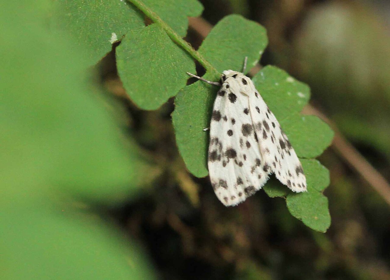 ベニヘリコケガ ホシオビコケガ ヒメホシキコケガ ツマキホソバ キマエホソバ クビワウスグロホソバ こん近のblog