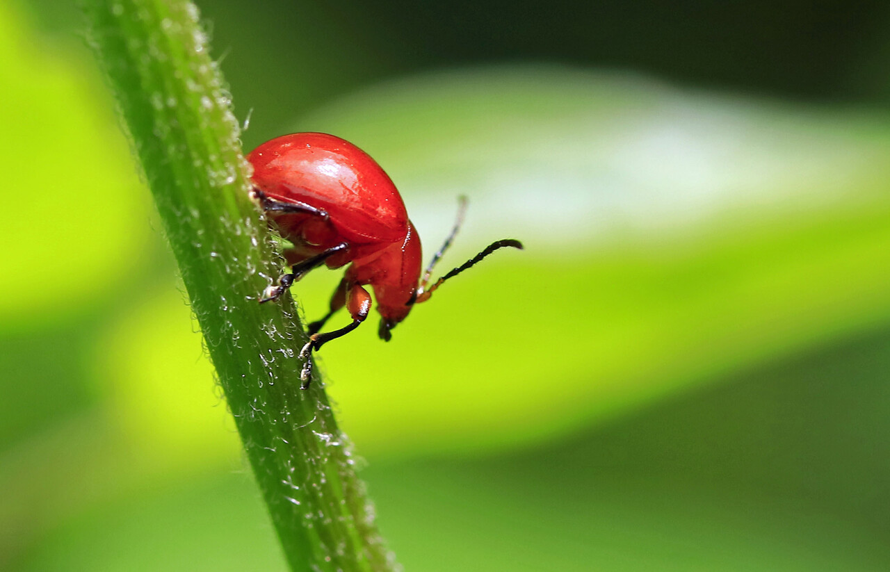 葉を食む オオアカマルノミハムシ・ホタルハムシ・キクビアオハムシ
