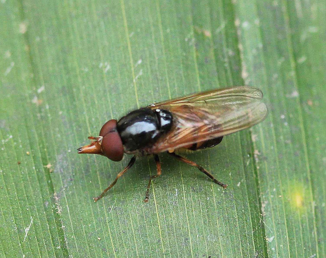 突出した顔 ハナダカハナアブ こん近のblog