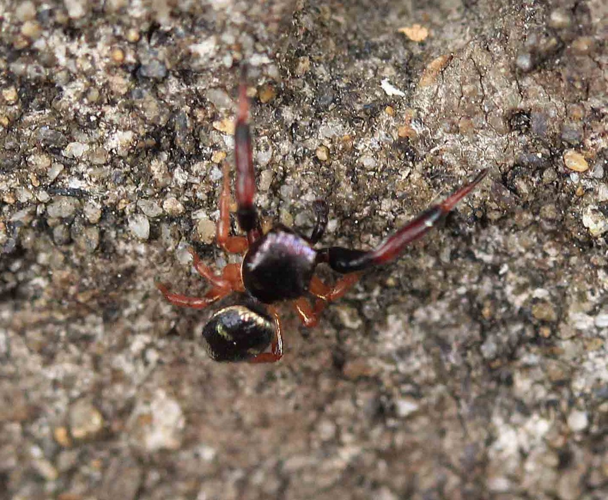 ウデブトハエトリ ヨダンハエトリ こん近のblog