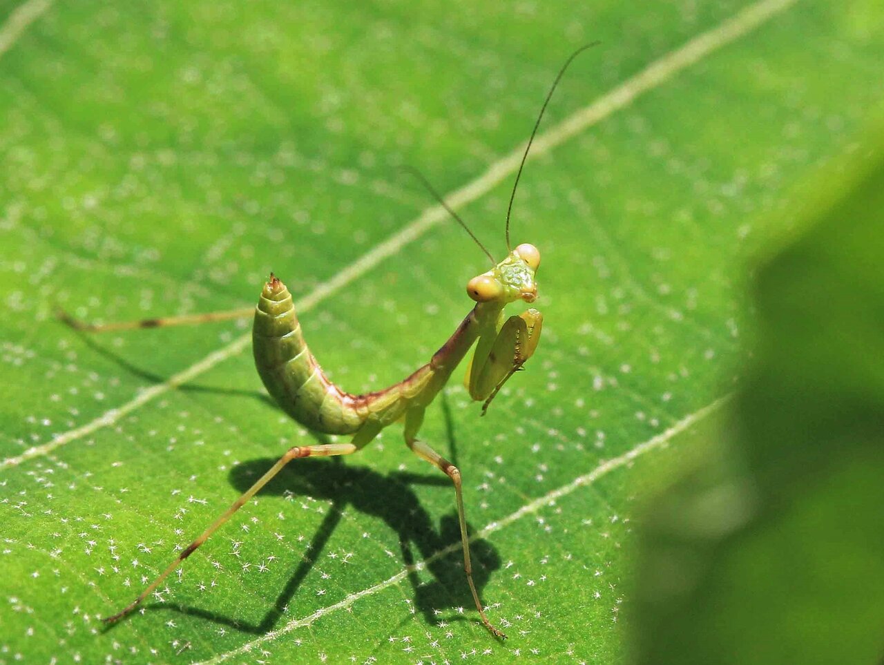 カマキリの幼虫 オオカマキリ ハラビロカマキリ こん近のblog