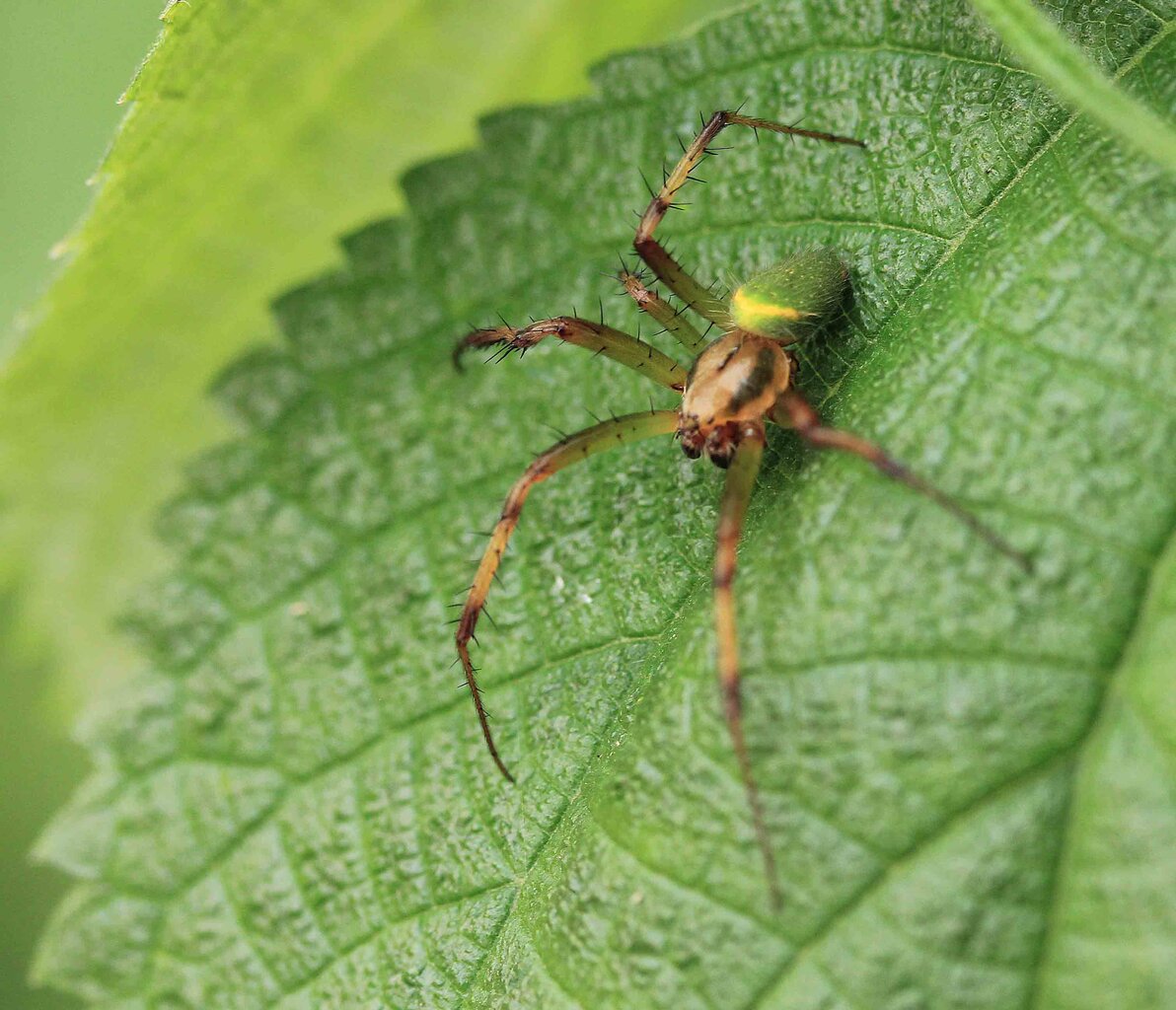 ハナグモ コハナグモ ワカバグモ こん近のblog