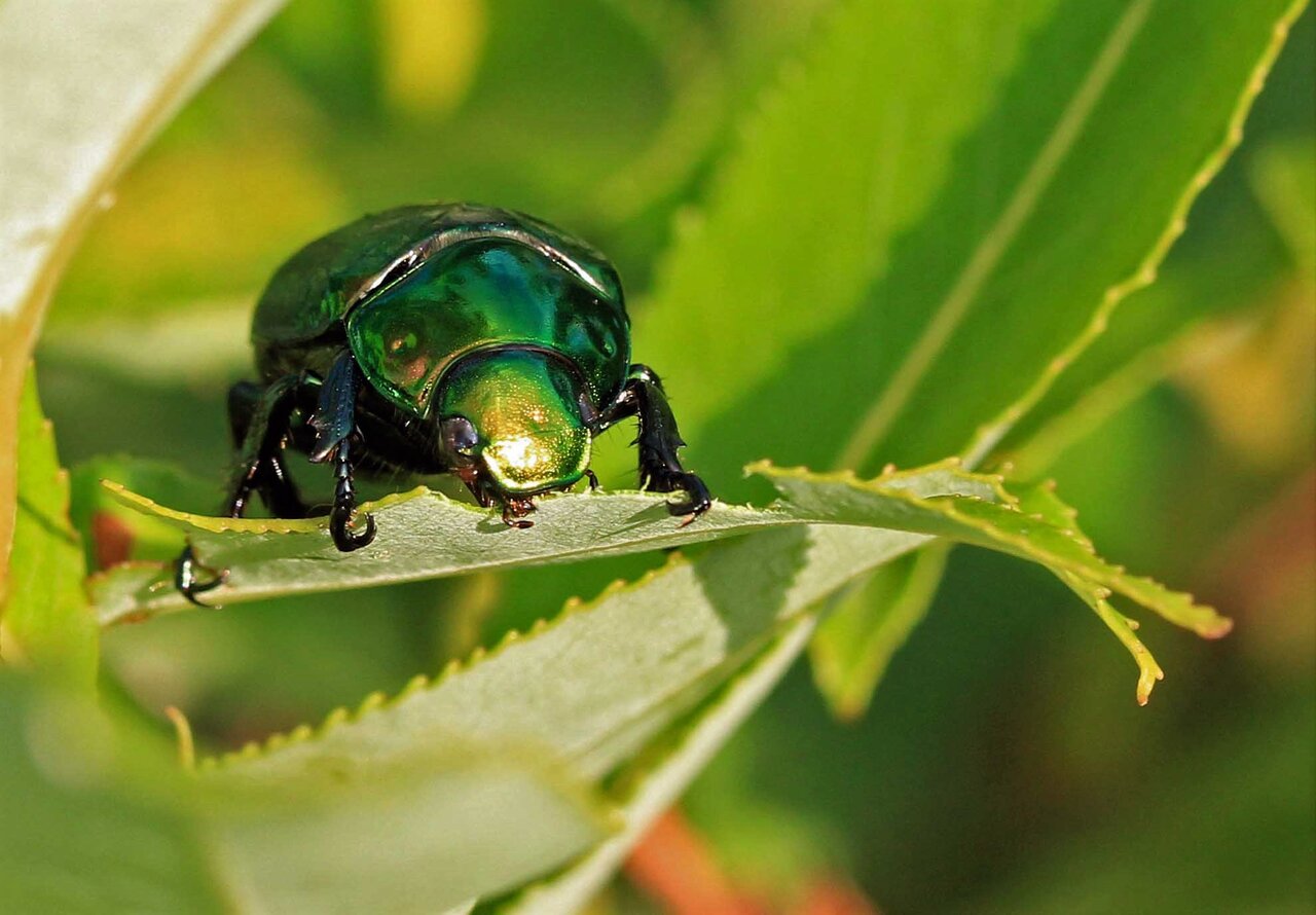 キラリと輝く コガネムシ ヒメスジコガネ マメコガネ こん近のblog