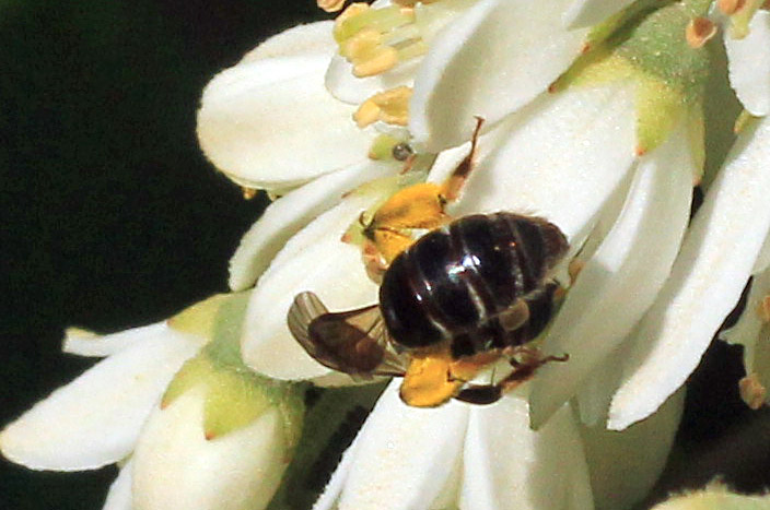 イマイツツハナバチ ウツギに集まるウツギヒメハナバチ こん近のblog