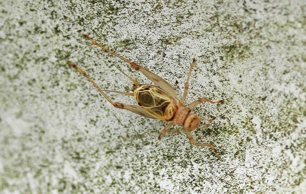 クサヒバリ こん近のblog