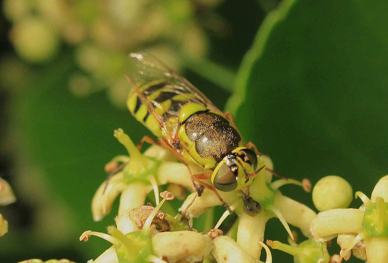 キゴシハナアブ コガタノミズアブ ハキナガミズアブ ルリチュウレンジ こん近のblog キゴシハナアブ コガタノミズアブ ハキナガミズアブ ルリチュウレンジ こん近のblog
