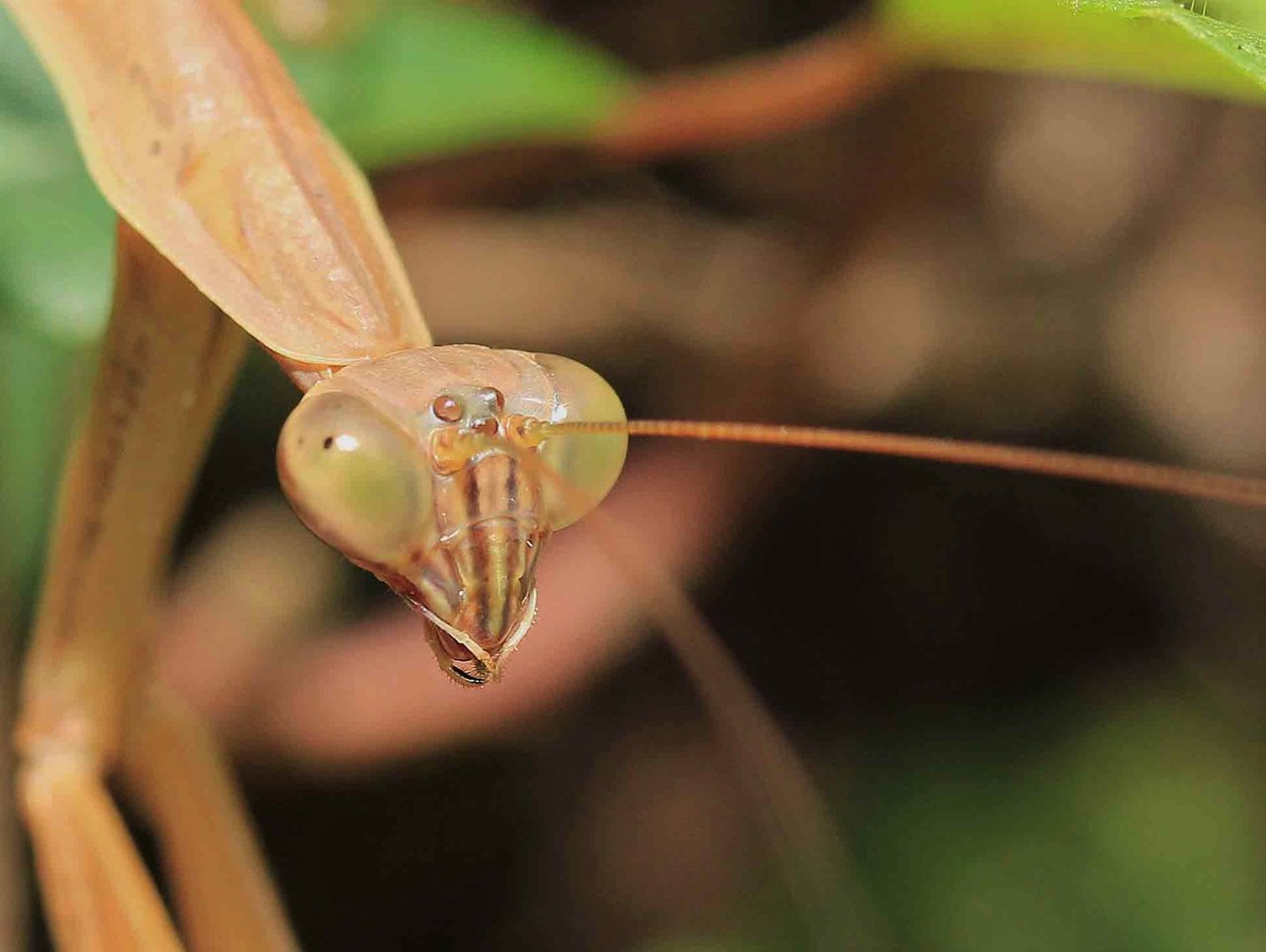 異色のカマキリを見つけた 名前は こん近のblog