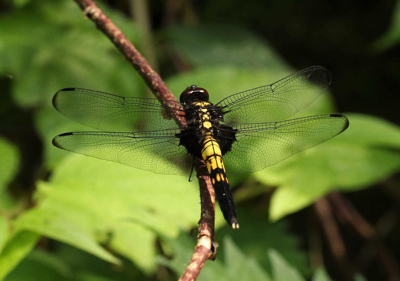 オオシオカラトンボ シオカラトンボ こん近のblog
