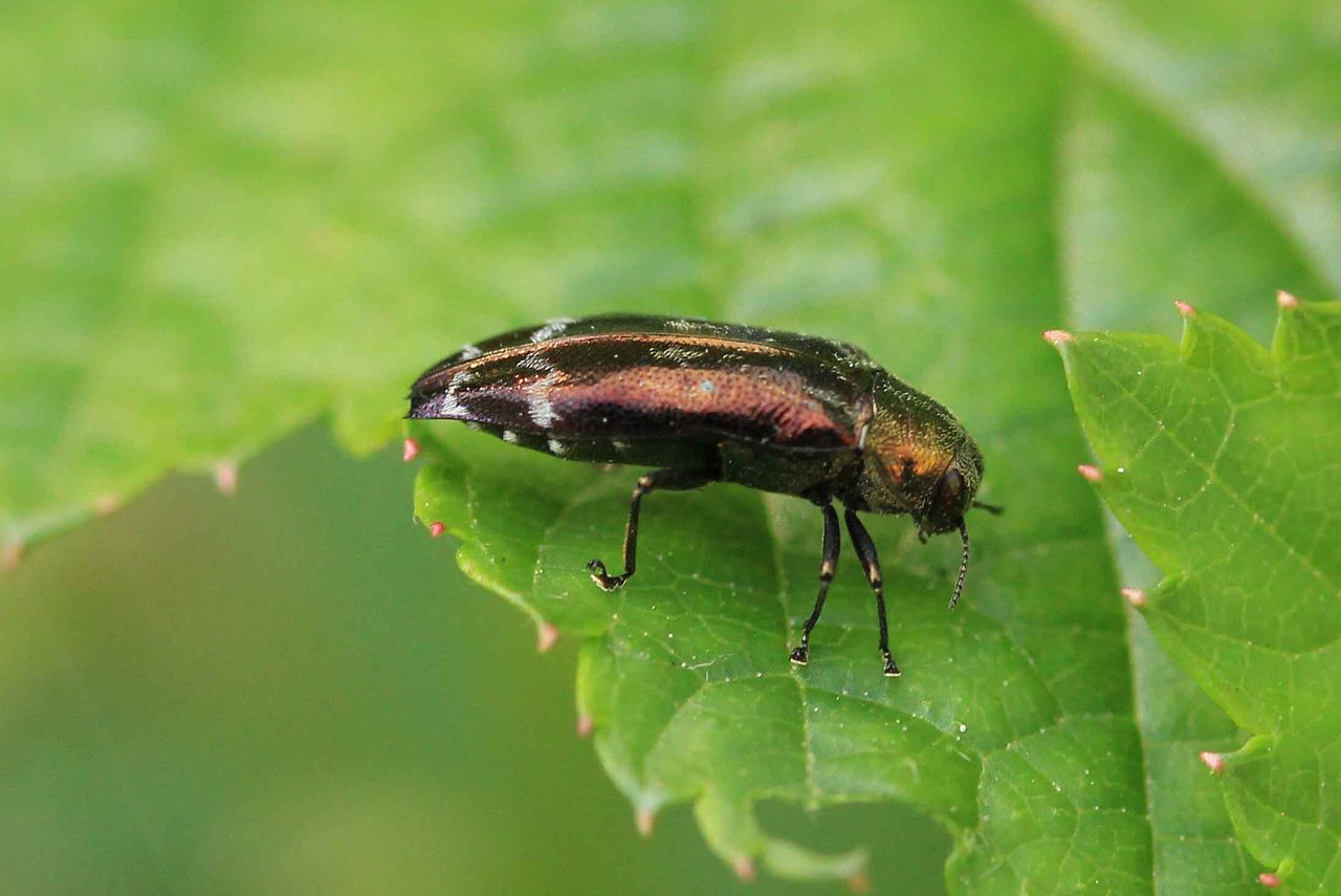 シロオビナカボソタマムシ・アカヒゲヒラタコメツキほか : こん近のblog