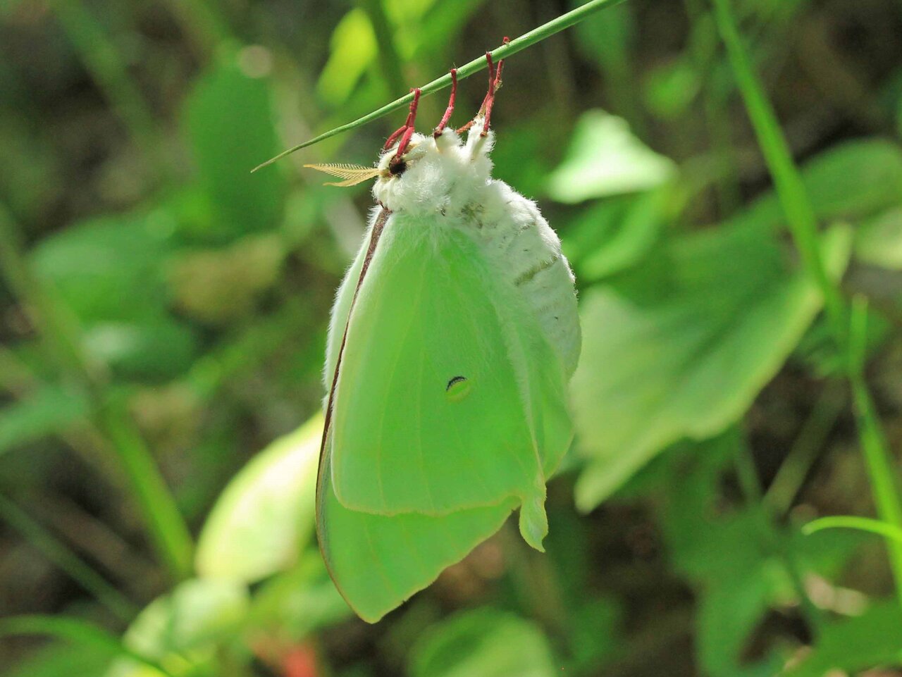 大きな蛾 シロスジトモエ ハグルマトモエ オオミズアオ オビカギバ キノカワガ こん近のblog