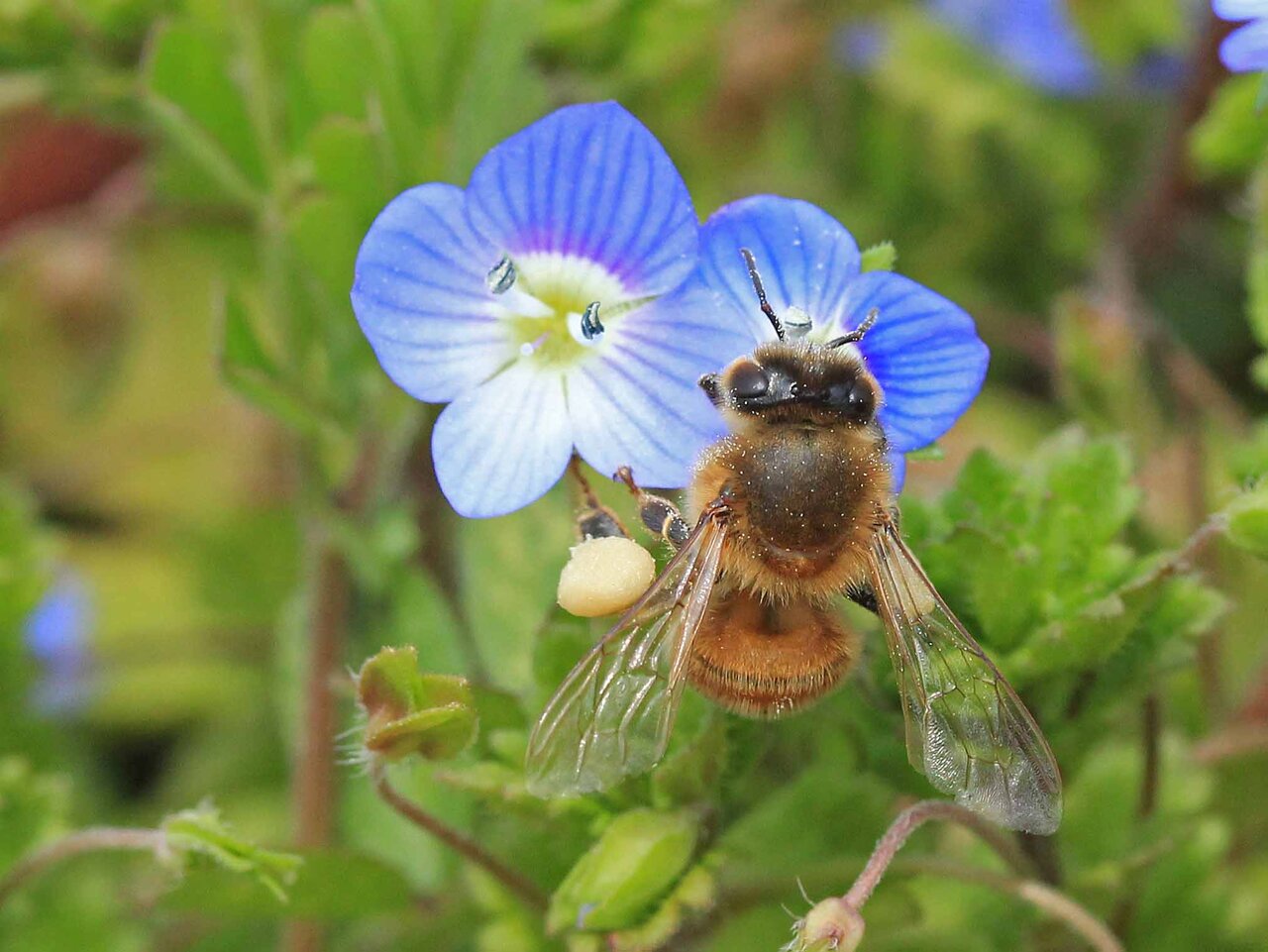 野生化しない セイヨウミツバチ こん近のblog