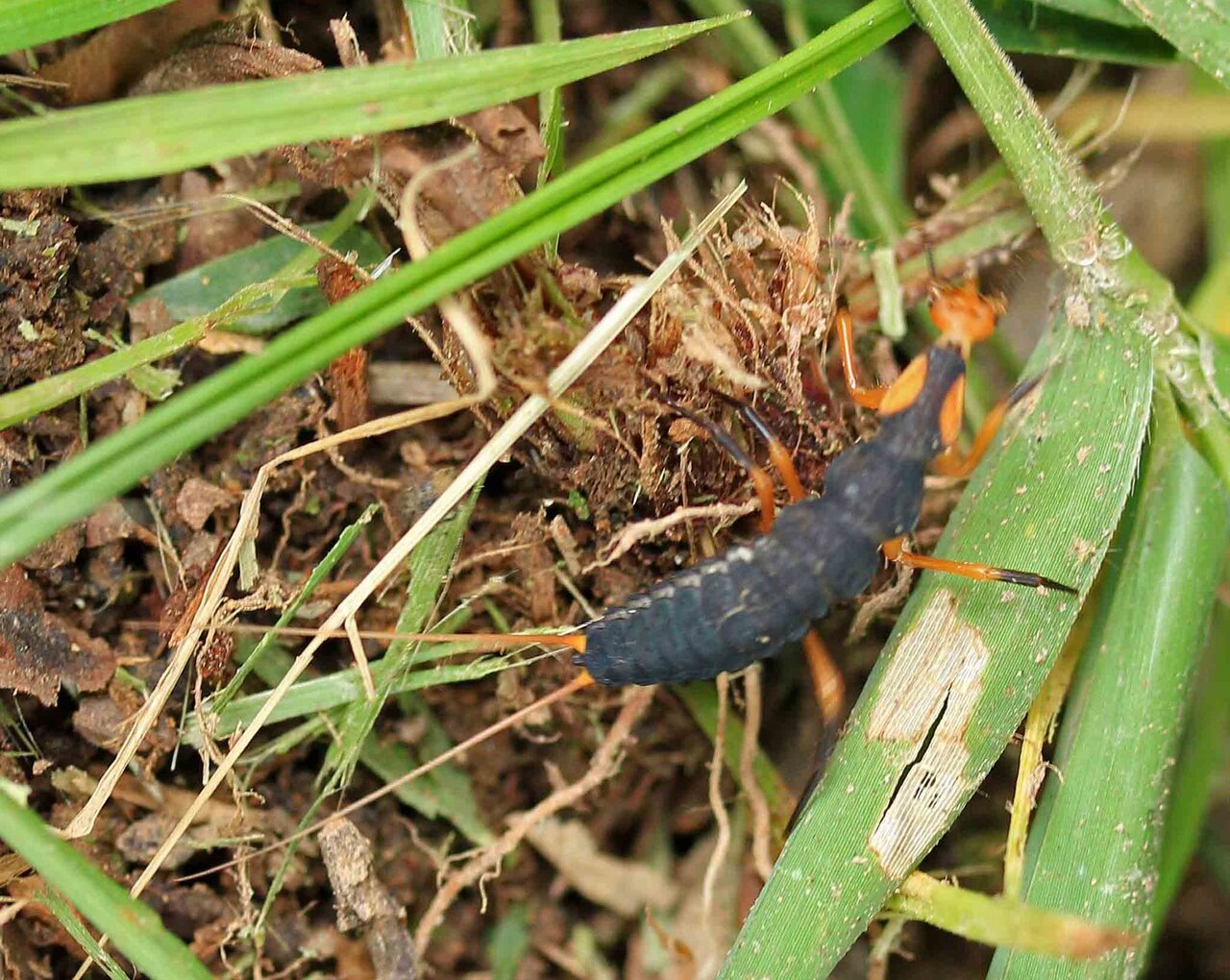 気になるこの虫は何だろう オオホソクビゴミムシの幼虫でした こん近のblog