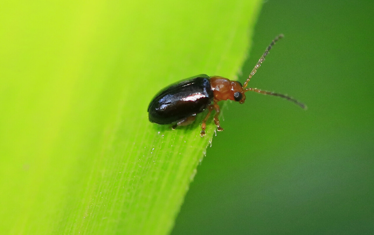 小さな クビアカトビハムシ・オオバコトビハムシ・ヒゲナガルリマル