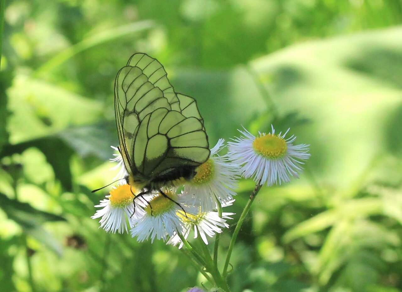 蝶 こん近のblog