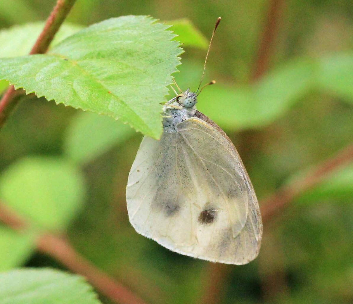 昆虫 こん近のblog