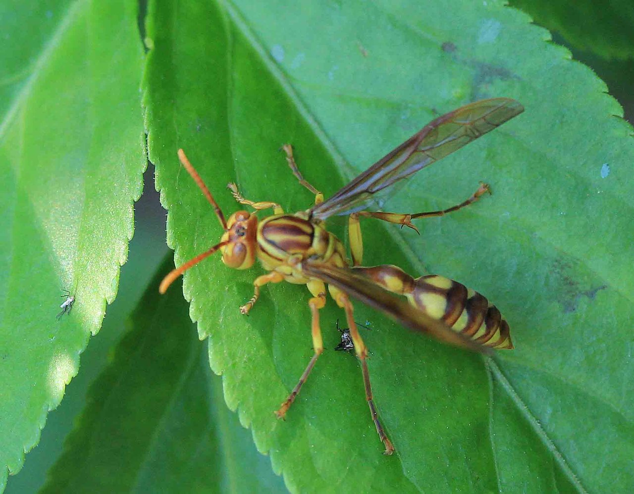 スズメバチ科 ムモンホソアシナガバチ こん近のblog