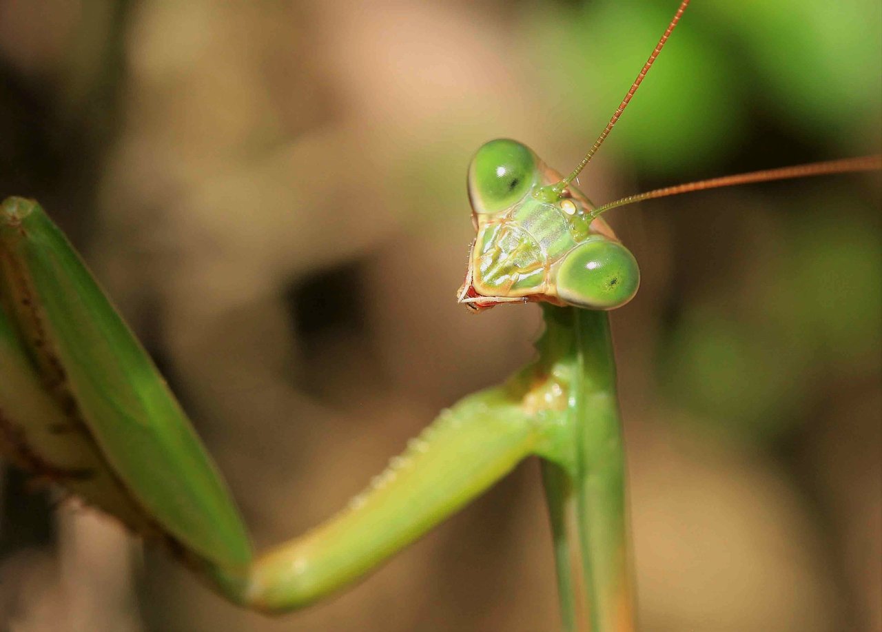 オオカマキリ チョウセンカマキリ こん近のblog オオカマキリ チョウセンカマキリ こん近のblog